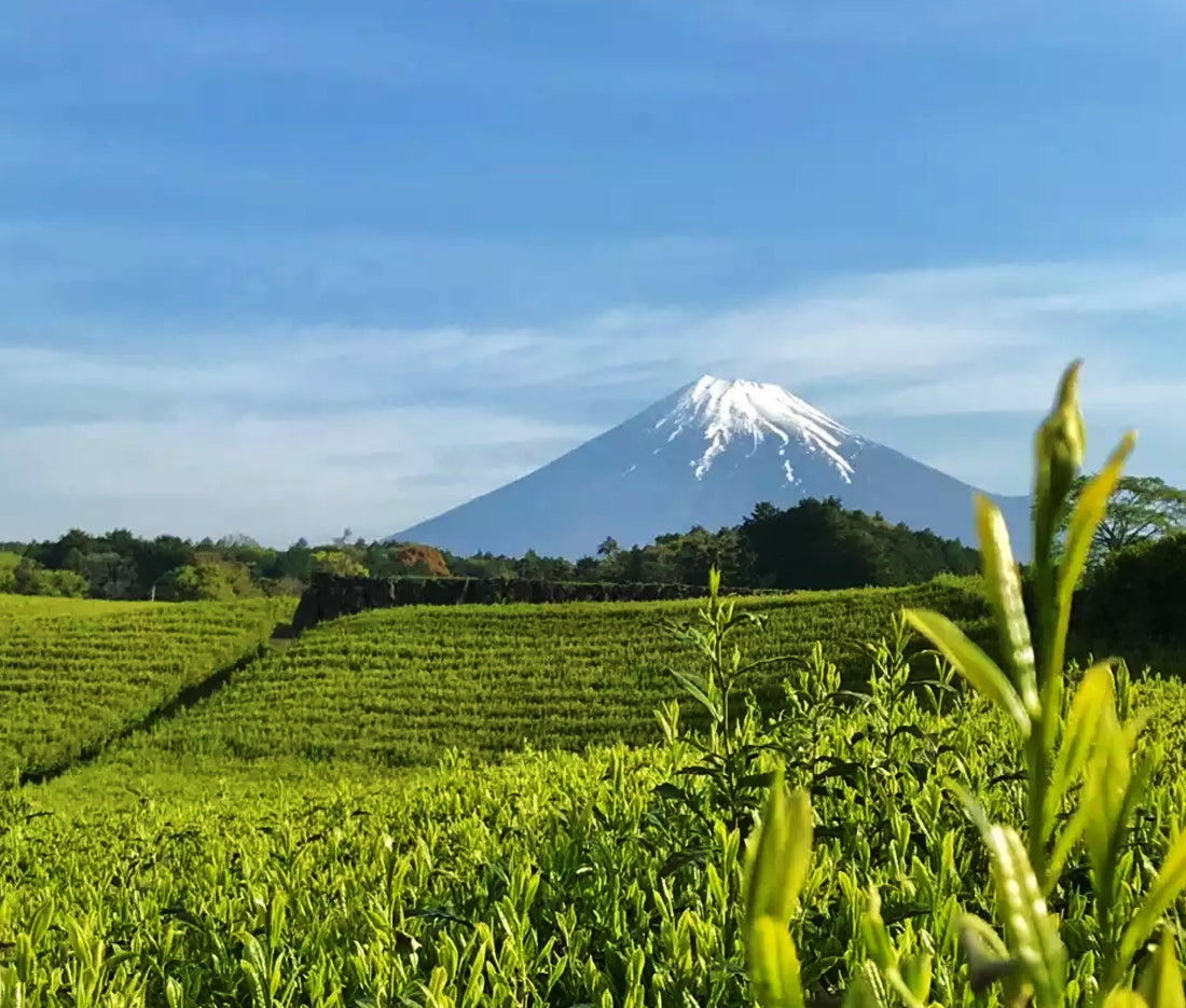 #20 静岡県がお茶の名産地になった理由