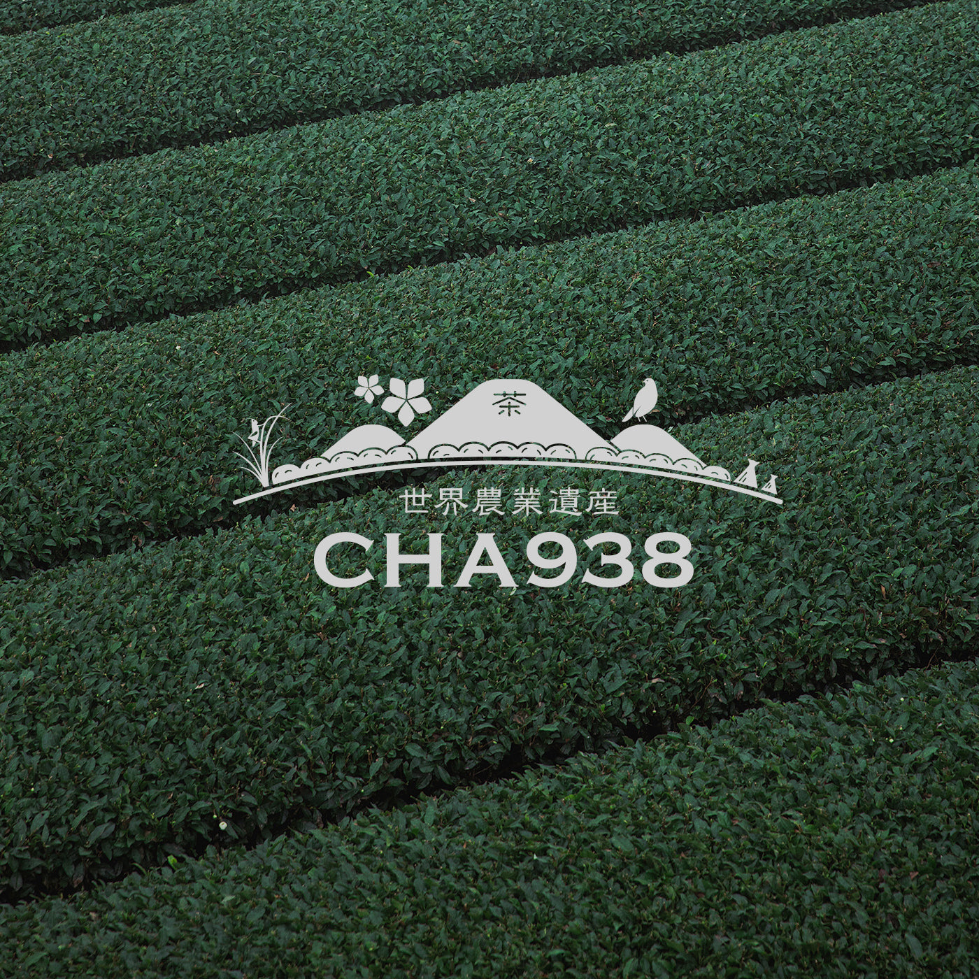 CHA938オンライン ショッピングサイトを公開しました